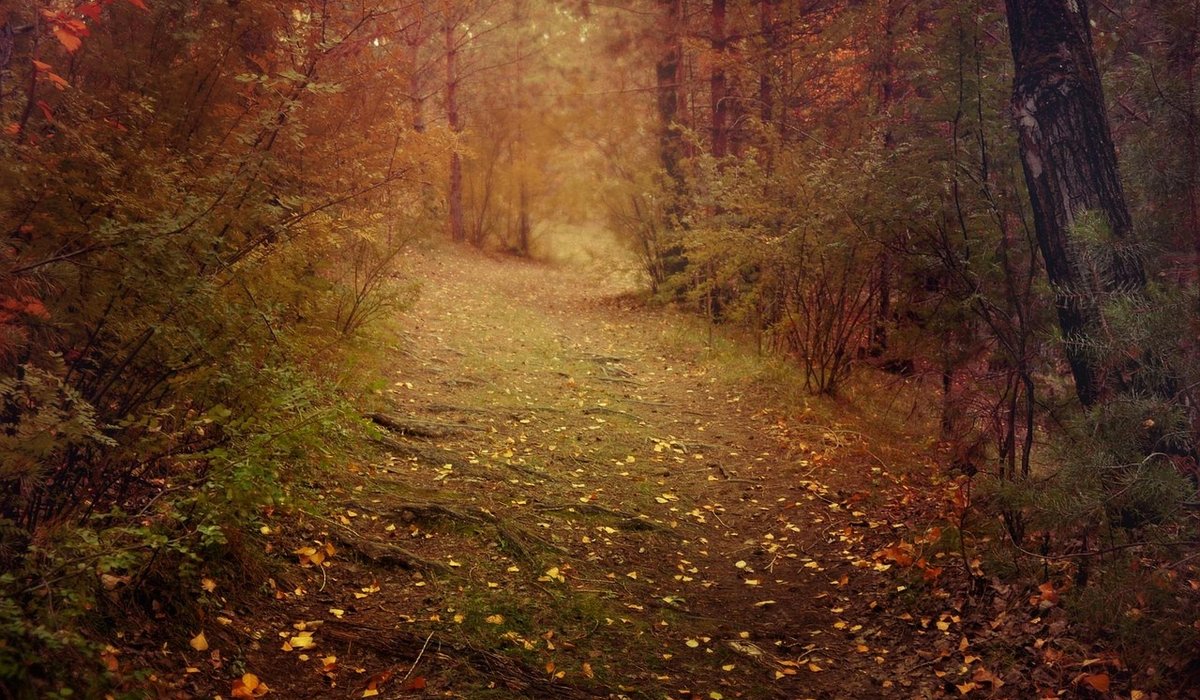 Tide and Trail